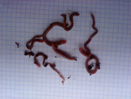 worm_